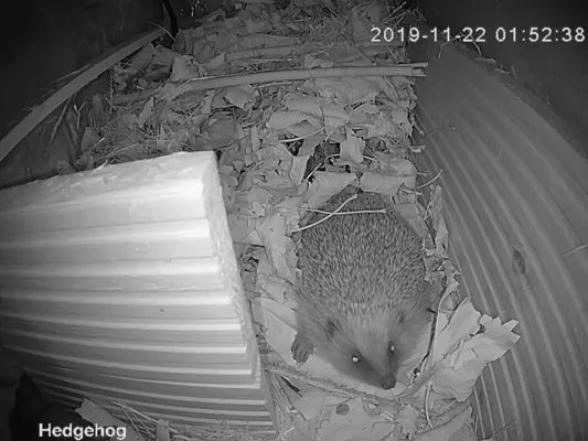 Deluxe hedgehog house with Wifi Camera Bundle